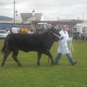 Royal Highland Show Breed 9