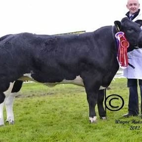 Royal Highland Show Breed 6