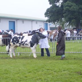 Royal Highland Show Breed 20