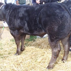 Royal Highland Show Breed 21