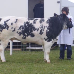 Royal Highland Show Breed 23