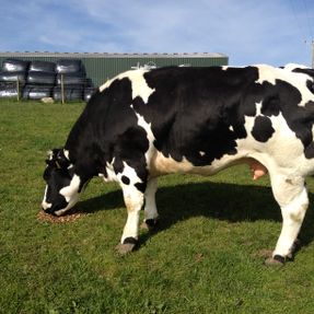 Royal Highland Show Breed 13