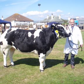 Royal Highland Show Breed 8