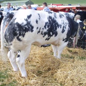 Royal Highland Show Breed 19