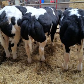 Royal Highland Show Breed 17