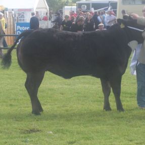 Royal Highland Show Breed 10