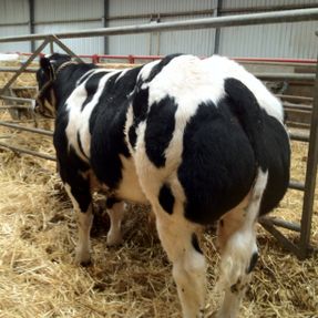 Royal Highland Show Breed 15