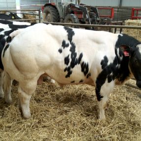 Royal Highland Show Breed 16
