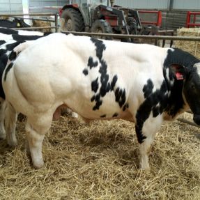 Royal Highland Show Breed 16